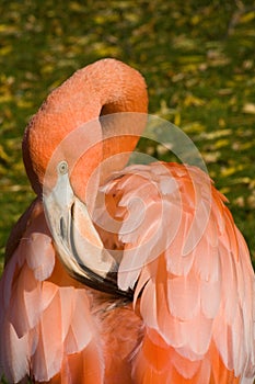 Pink Flamingo Facing backyard showing preening behavior