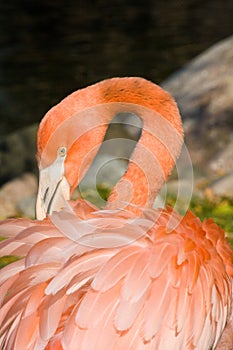 Pink Flamingo Facing left looking over shoulder preening