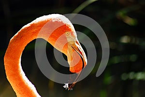 A pink flamingo with feathers in its mouth