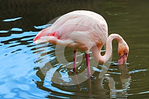 Pink flamingo feeding