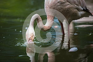 Pink Flamingo feeding in water