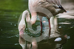 Pink Flamingo feeding in water