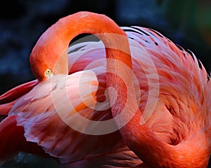 Pink Flamingo fine art photograph