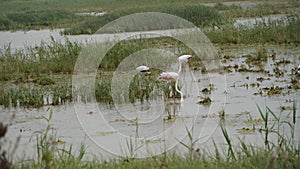Pink flamingo fishing in a green swamp. Migration Red flamingo birds feeding in marsh land