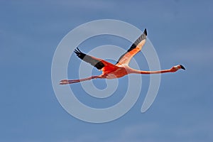 Pink Flamingo in flight in Bonaire