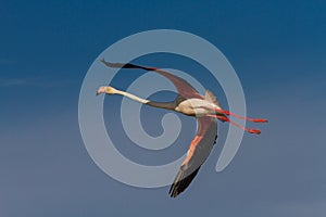 Pink Flamingo in flight