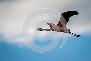 Pink flamingo in flight in the sky. Shevelev.