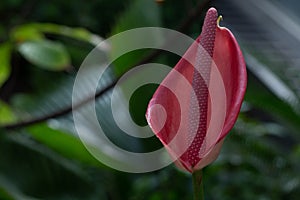 Pink flamingo flower or anthurium blooms in the garden