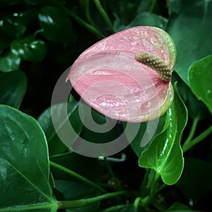 A pink flamingo flower with green leaves background. Square photo image.