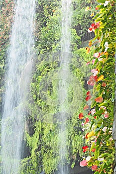 Pink flamingo flower with waterfall