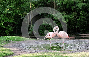 Pink flamingo at Frankfurt zoo - the bird`s neck draws a heart