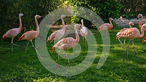 Pink Flamingo at Frankfurt Zoo, sunset time