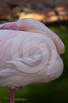 Pink flamingo grazing in the water