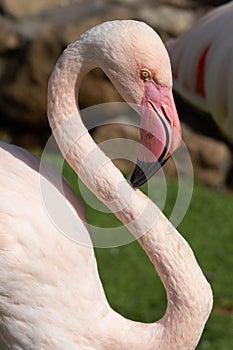 Pink flamingo grazing in the water