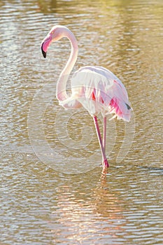 Pink Flamingo, Greater flamingo in their natural environment Phoenicopterus roseus