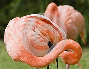 Pink Flamingo on green background