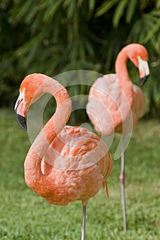 Pink Flamingo on green background