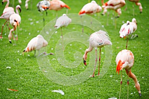 Pink flamingo on a green lawn