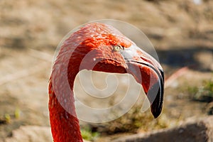 Pink flamingo head coseup at zoo. Phoenicopterus roseus photo