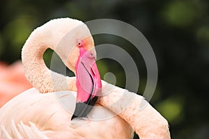 Pink flamingo head and neck detail with long pink beak. Flamingo bird wildlife close portrait with green out of focus bokeh backgr