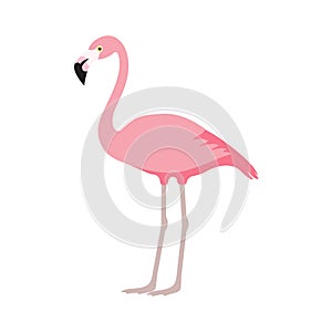 Pink flamingo icon over white background