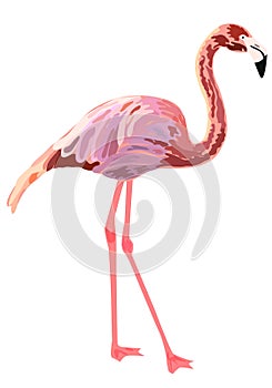 Pink flamingo illustration isolated on white background