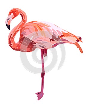 Pink flamingo illustration isolated on white background