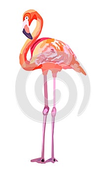 Pink flamingo illustration isolated on white background