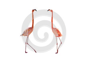 Pink flamingo isolated