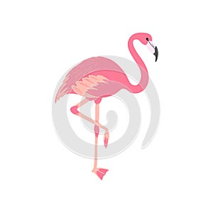 Pink flamingo. Isolated exotic bird. Tropic animal. Summer illustration