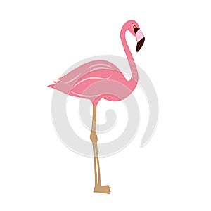 Pink flamingo isolated on white background