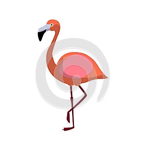 Pink flamingo isolated on a white background.