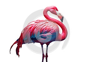 pink flamingo isolated on white background.