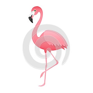 Pink Flamingo Isolated White Background