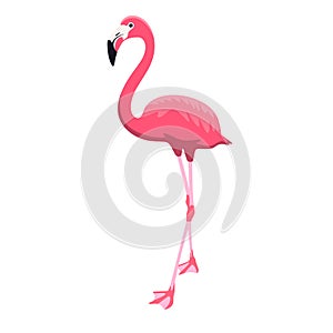 Pink flamingo isolated on white background.