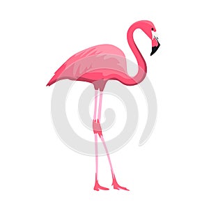 Pink flamingo isolated on white background.