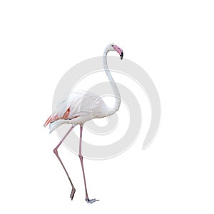 Pink flamingo isolated on white background