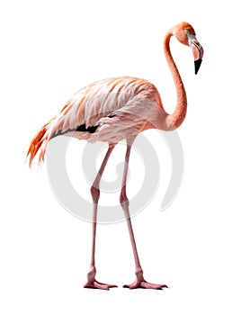 Pink flamingo isolated on a white background. Clipping path