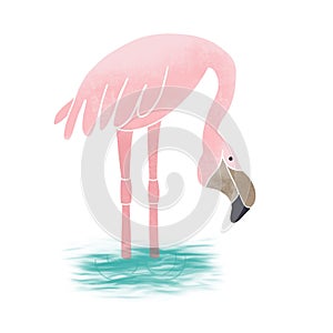 Pink flamingo isolated on white background. Exotic tropical bird.