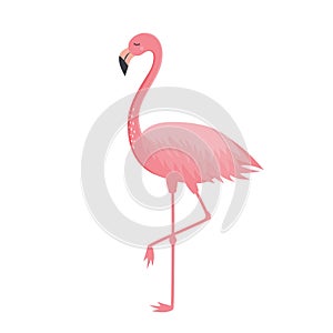 Pink flamingo isolated on white background. Exotic tropical bird character