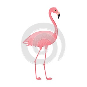 Pink flamingo isolated on white background. Exotic tropical bird character