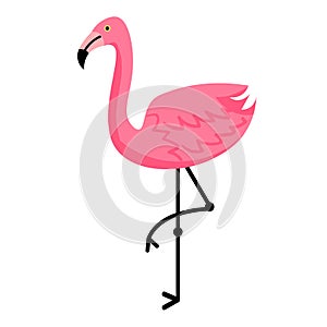 Pink flamingo isolated on white background. Tropical bird standing.
