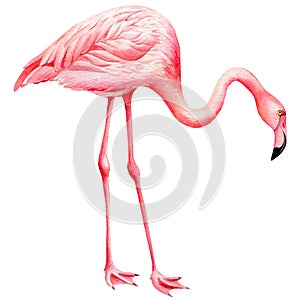 Pink flamingo on an isolated white background, tropical watercolor illustration