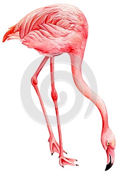 Pink flamingo on an isolated white background, watercolor illustration