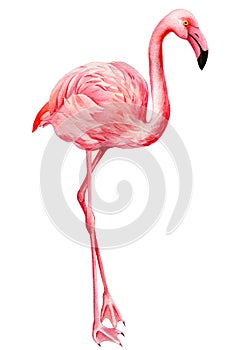 Pink flamingo on an isolated white background, watercolor illustration. Exotic bird