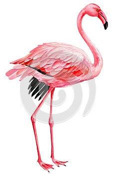 Pink flamingo on an isolated white background, watercolor illustration. tropical bird