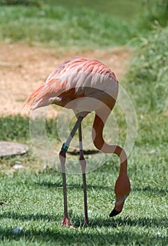 Pink Flamingo in Jerusalem Zoo