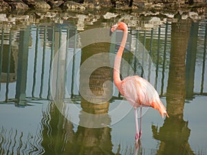 Pink flamingo in lagoon with palm tree reflections