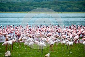 Pink Flamingo on the lake