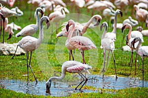 Pink Flamingo on the lake